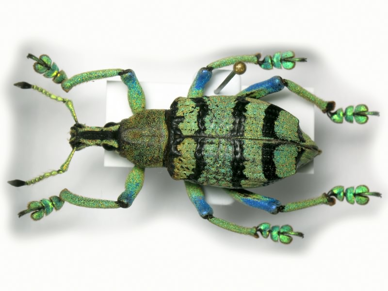 Eupholus schoenherri Guérin-Méneville, 1830